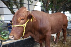 Entregó SEDEA apoyos a ganaderos de Jalpan de Serra